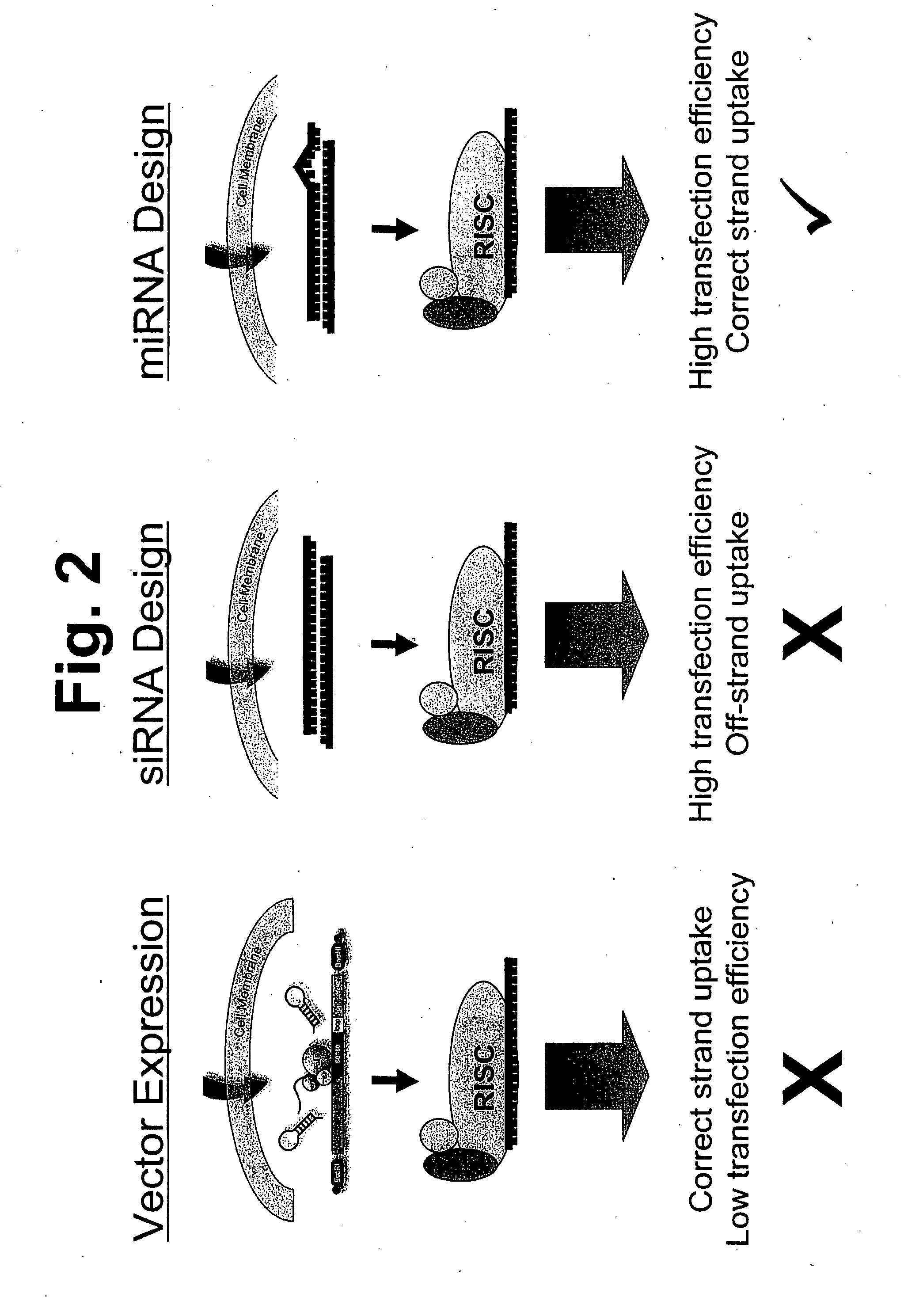 Methods and compositions involving mirna and mirna inhibitor molecules