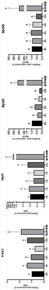 Method for exploring formation time of muscle cells in embryonic period