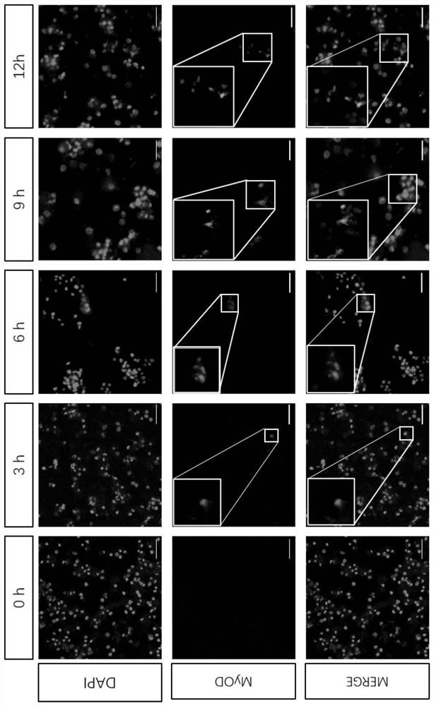 Method for exploring formation time of muscle cells in embryonic period