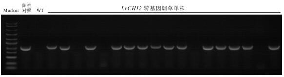 A kind of Minjiang lily chitinase gene lrchi2 and its application