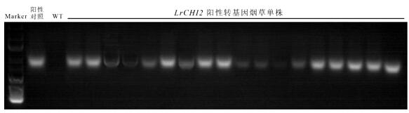 A kind of Minjiang lily chitinase gene lrchi2 and its application