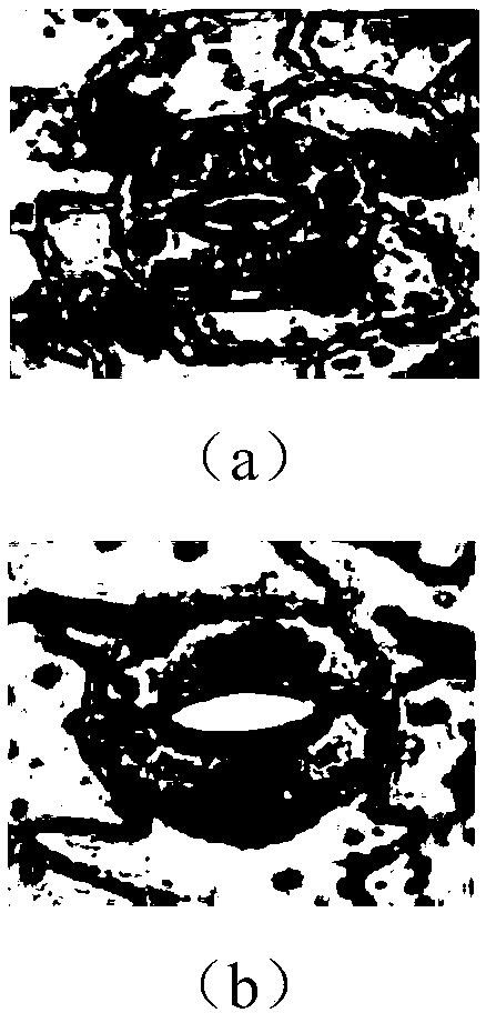Autotetraploid induction and rapid propagation system as well as construction method and application thereof