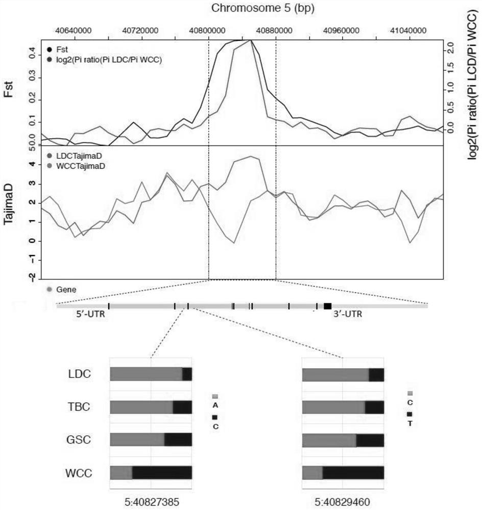 Molecular marker related to chicken heat stress tolerance, primer combination and detection and identification method thereof