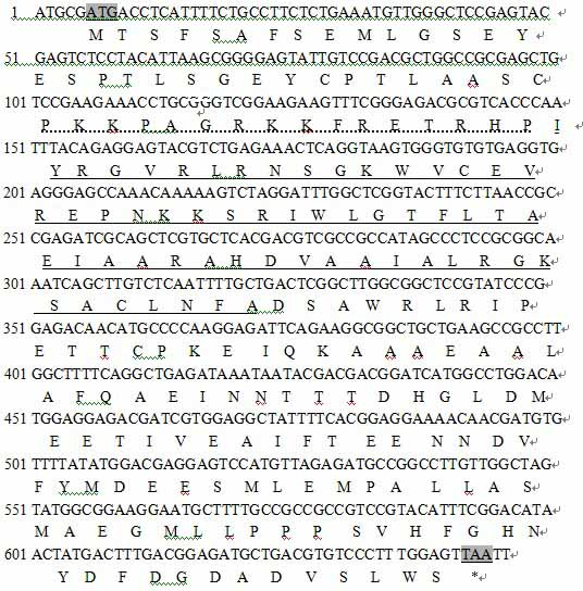 Gene sequence of Chinese cabbage dehydration transcription factor BpDREB1 and application thereof