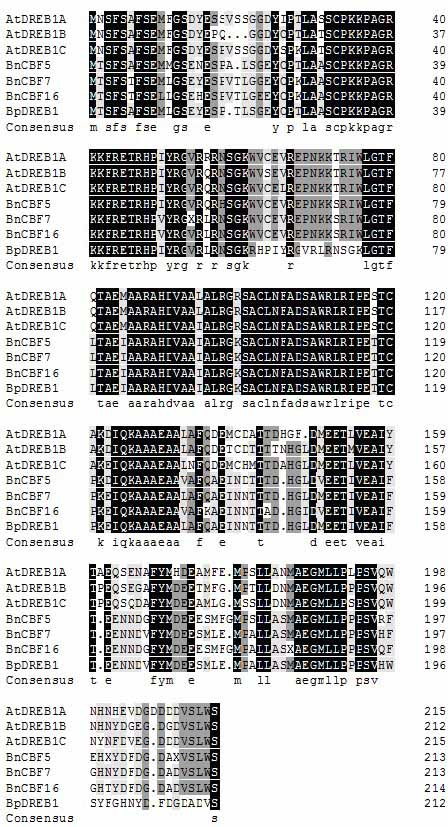 Gene sequence of Chinese cabbage dehydration transcription factor BpDREB1 and application thereof