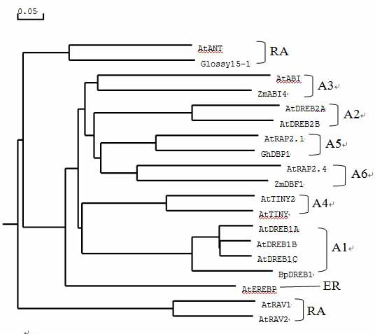 Gene sequence of Chinese cabbage dehydration transcription factor BpDREB1 and application thereof