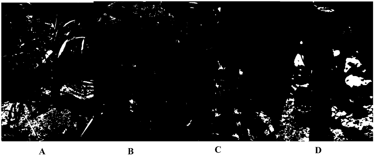 Method for measuring pathogenicity of pathogen wood-rotting fungi in basidiomycetes by standing timber stems