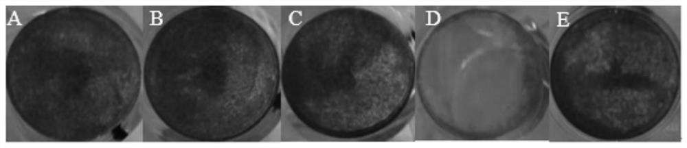 Application of a kind of human cryptochrome protein i (hcry1) in the preparation of anti-ultraviolet radiation preparations