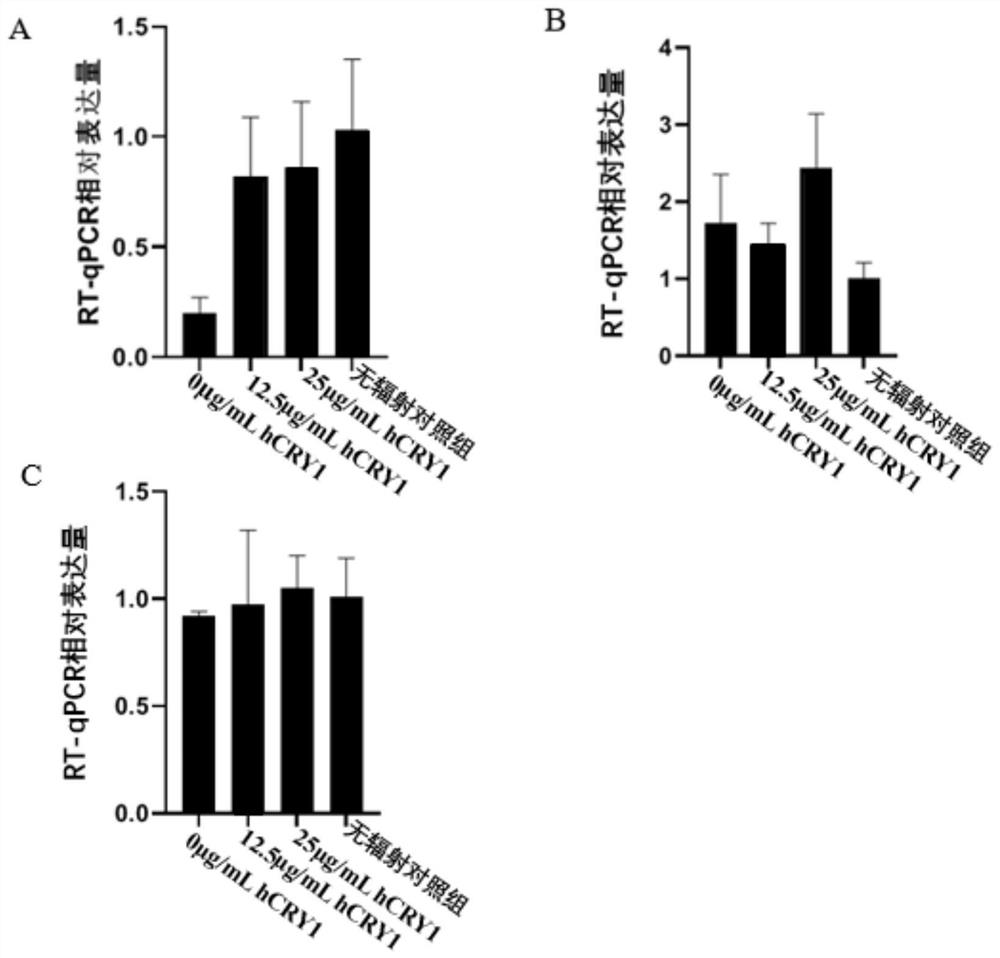 Application of a kind of human cryptochrome protein i (hcry1) in the preparation of anti-ultraviolet radiation preparations