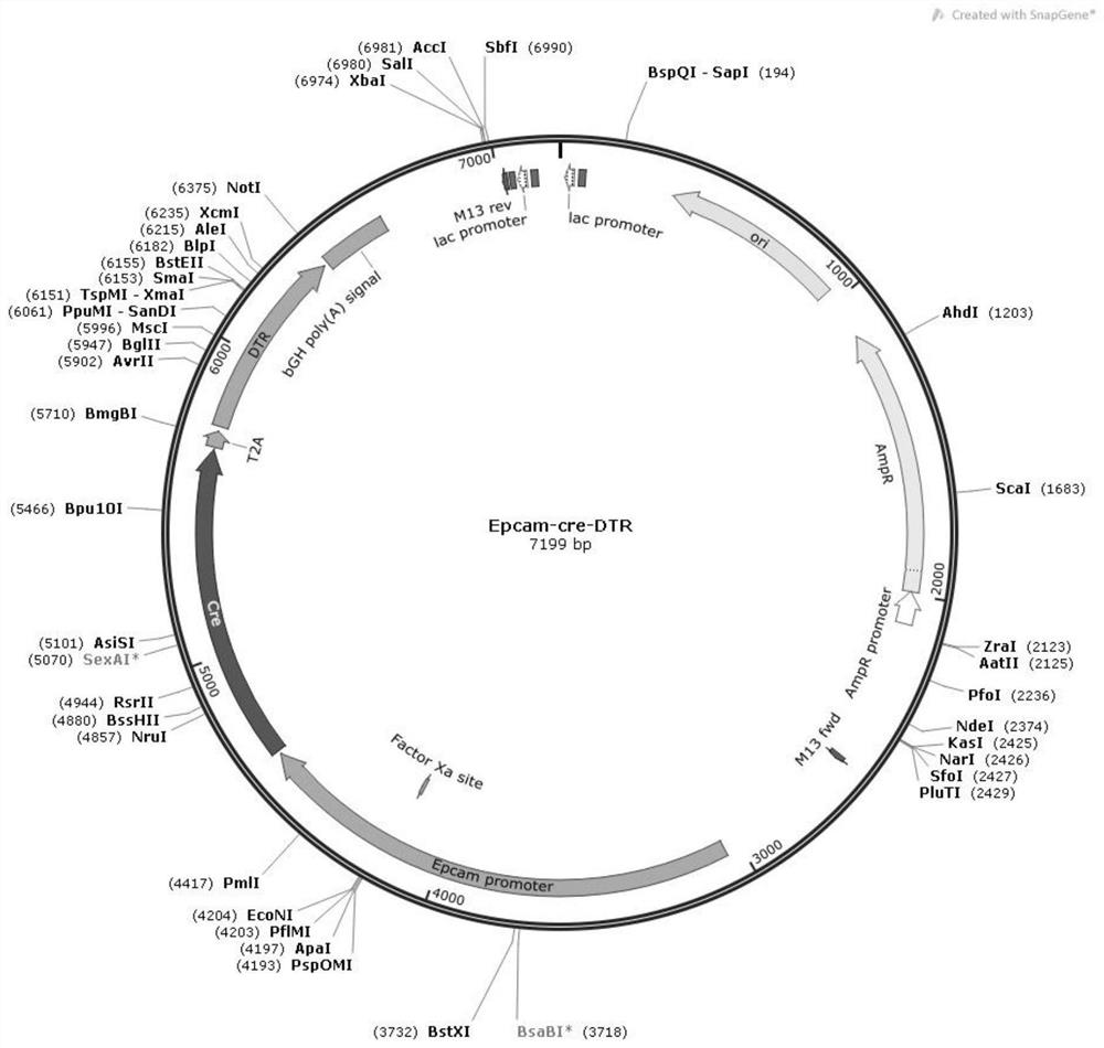 Plasmid system for tracing liver precursor cells and application