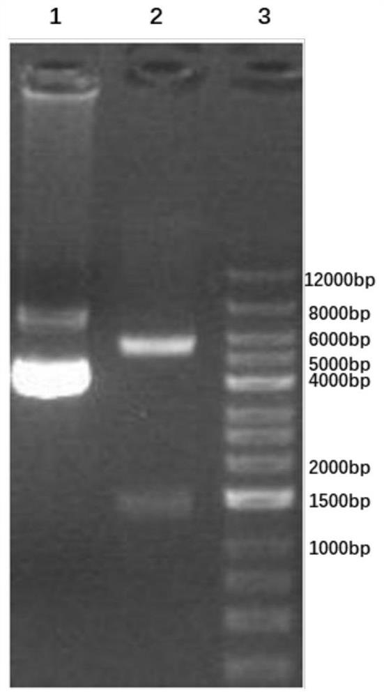 Plasmid system for tracing liver precursor cells and application