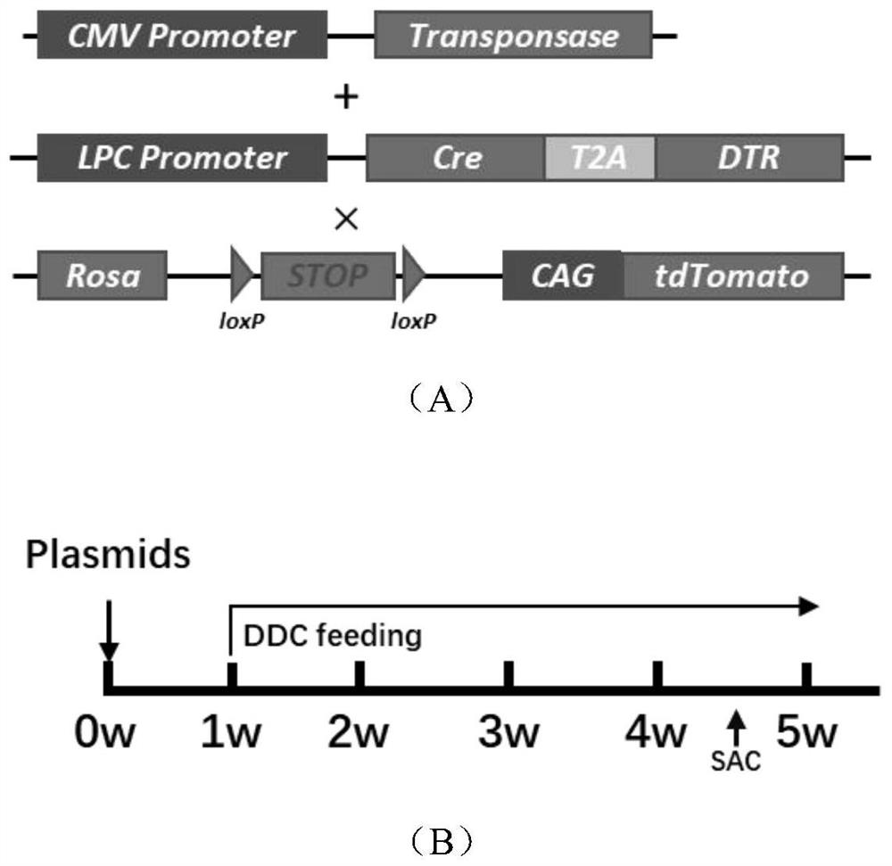 Plasmid system for tracing liver precursor cells and application