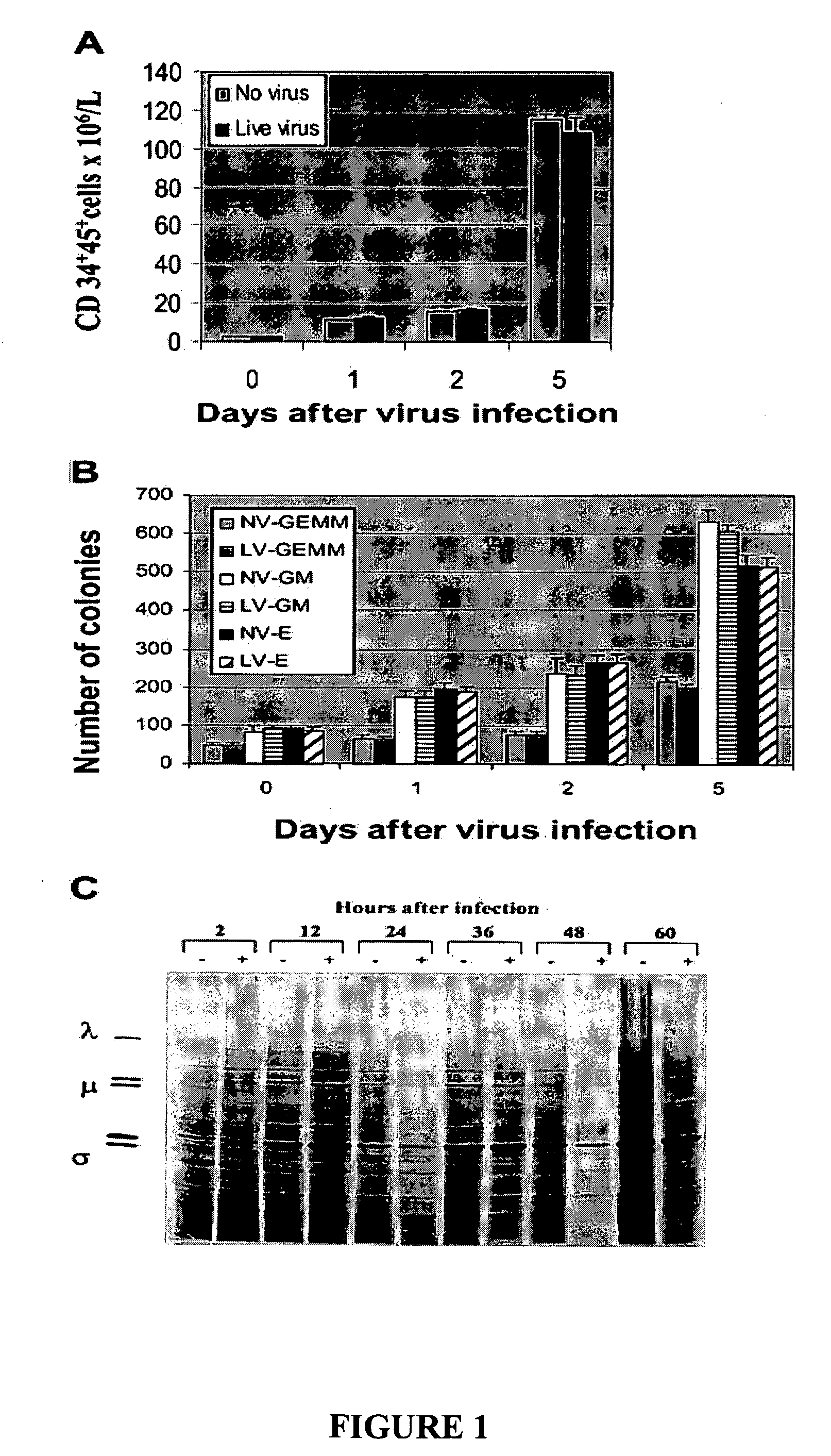 Combination of transplantation and oncolytic virus treatment