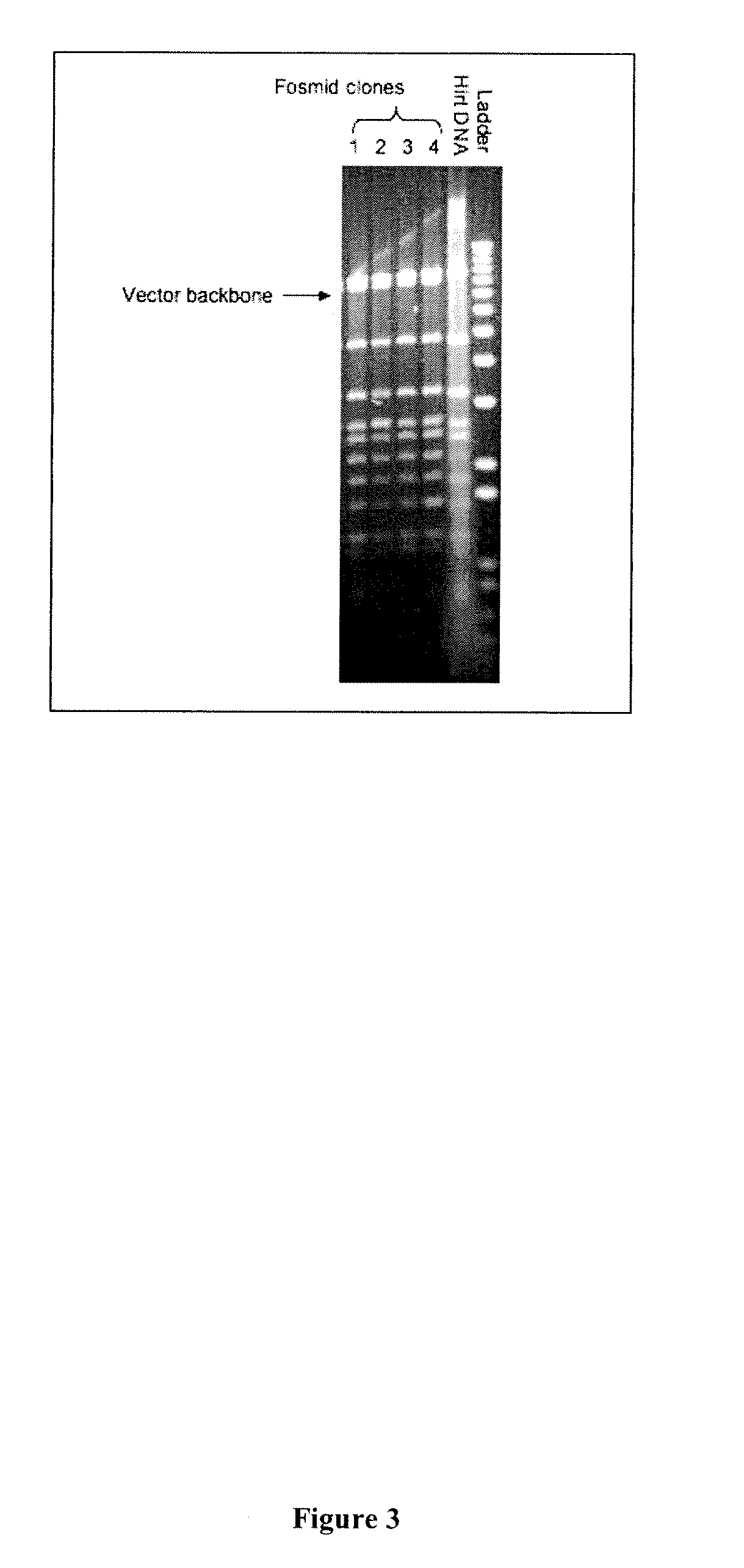 Production of rAAV in vero cells using particular adenovirus helpers