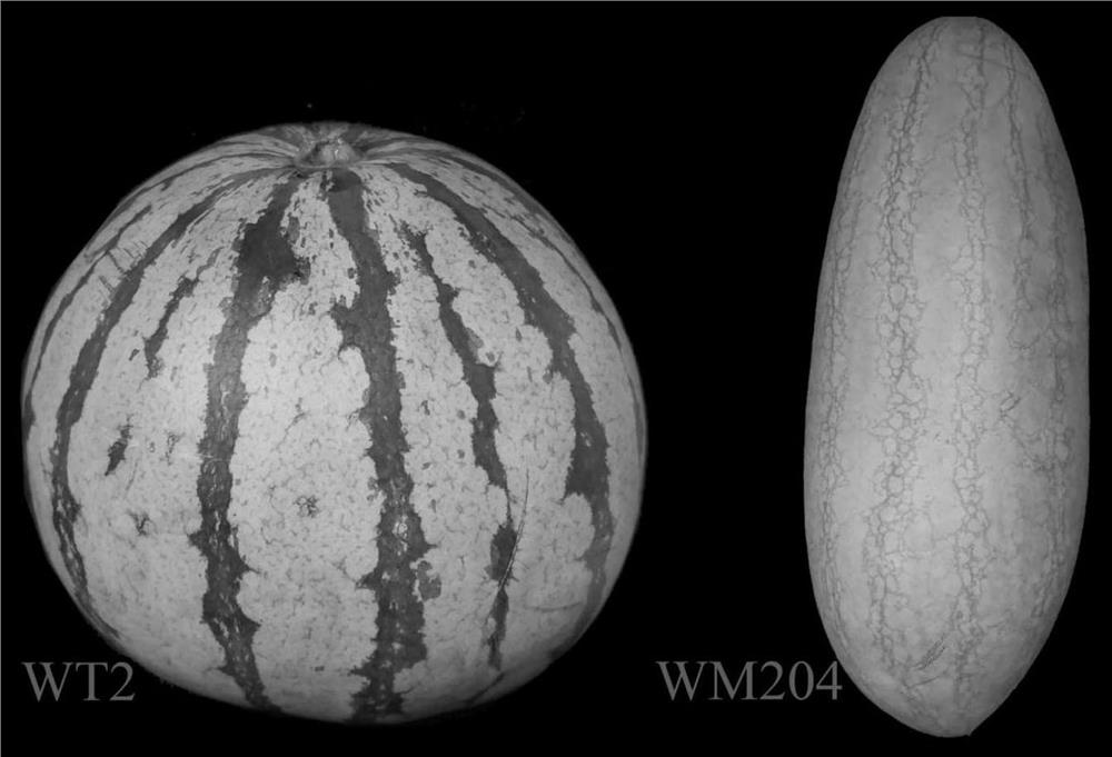 Molecular marker co-separated from watermelon peel covering line gene ClGS and application of molecular marker