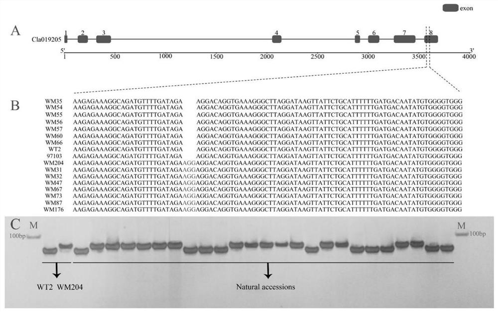 Molecular marker co-separated from watermelon peel covering line gene ClGS and application of molecular marker