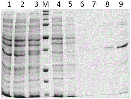 Fucosyltransferase, genetically engineered bacteria thereof and application