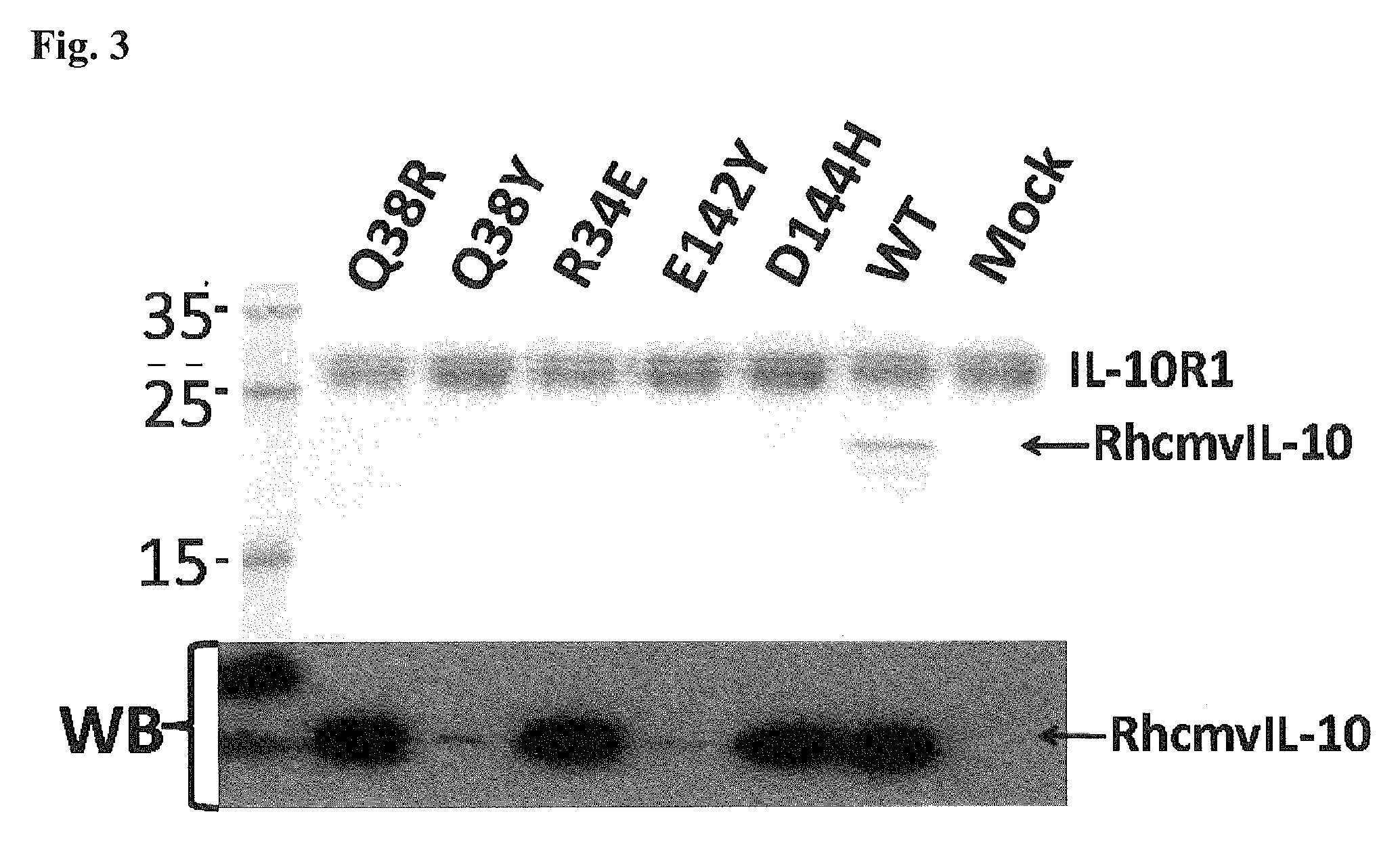 Methods and compositions for cytomegalovirus IL-10 protein
