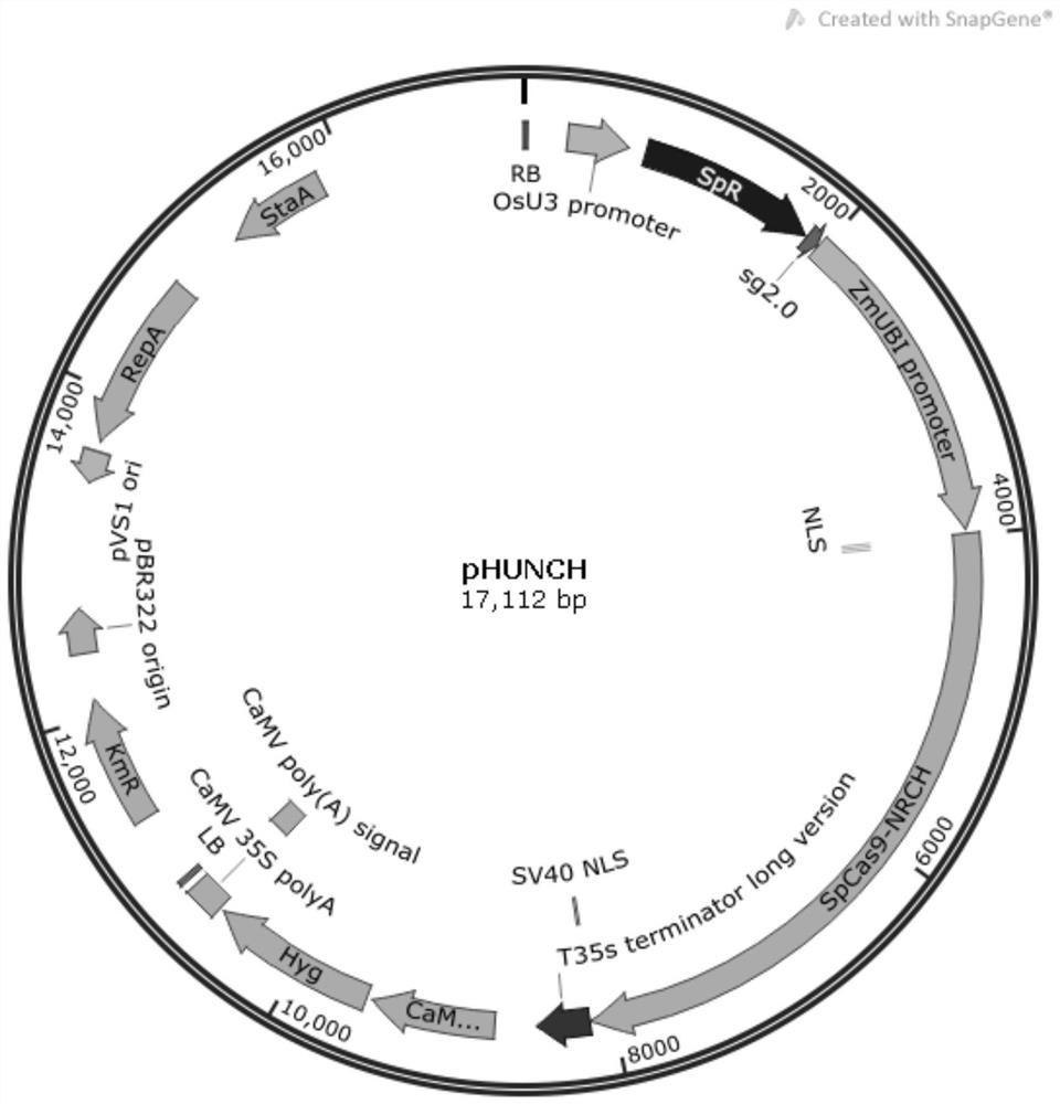 The spcas9-nrch mutant for identifying specific sites in rice gene targeting and its application