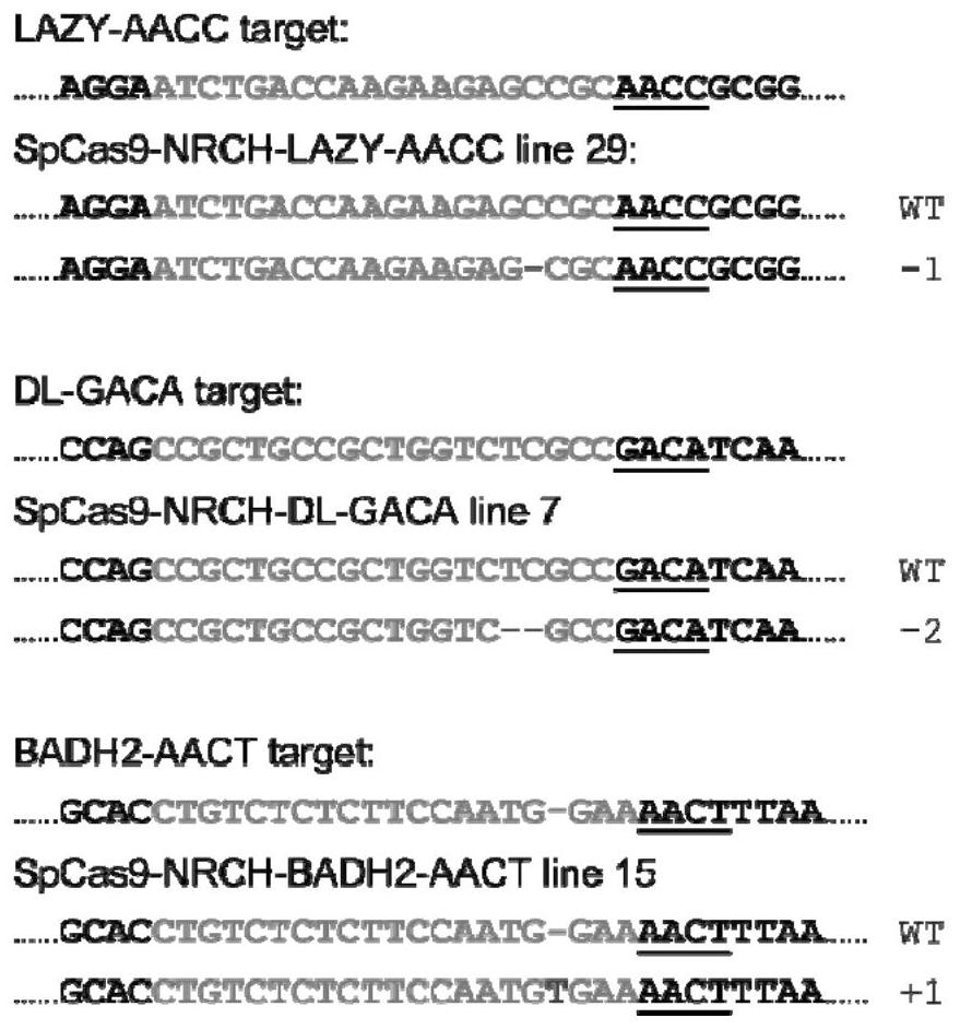 The spcas9-nrch mutant for identifying specific sites in rice gene targeting and its application