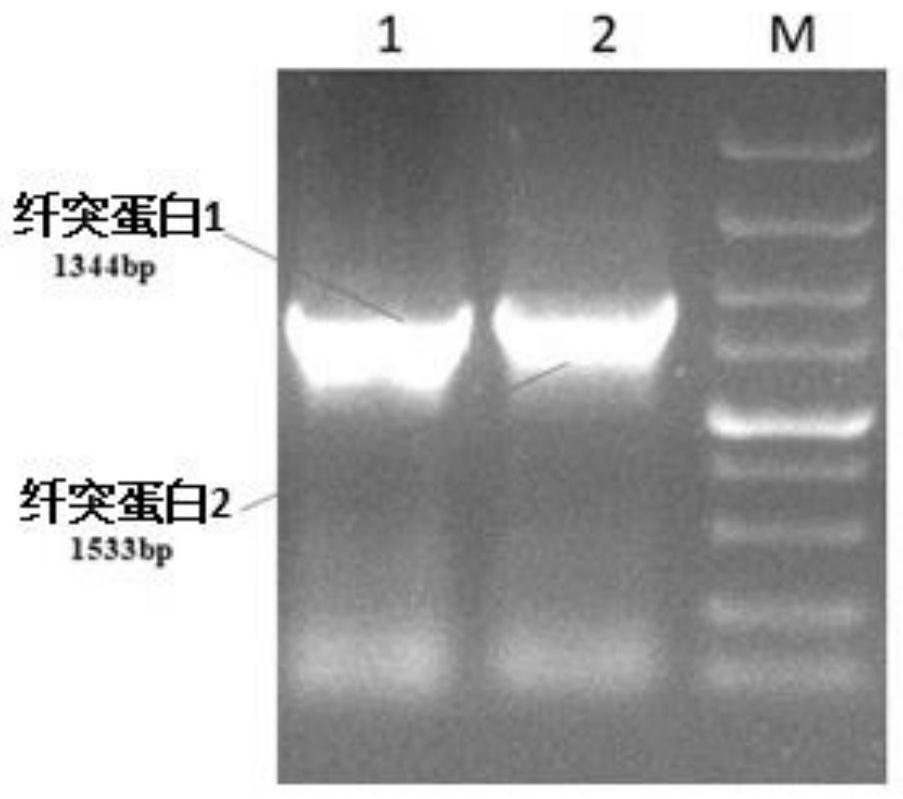 DNA vaccine capable of simultaneously expressing FAdV-4 spike protein 1 and spike protein 2 genes as well as construction method and application of DNA vaccine