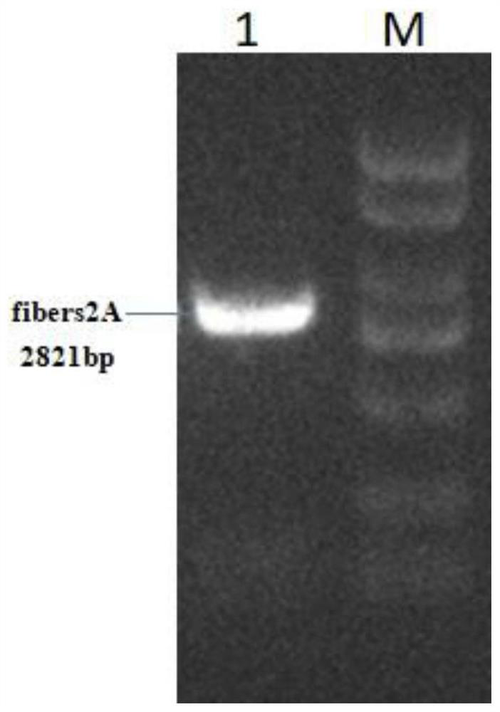 DNA vaccine capable of simultaneously expressing FAdV-4 spike protein 1 and spike protein 2 genes as well as construction method and application of DNA vaccine