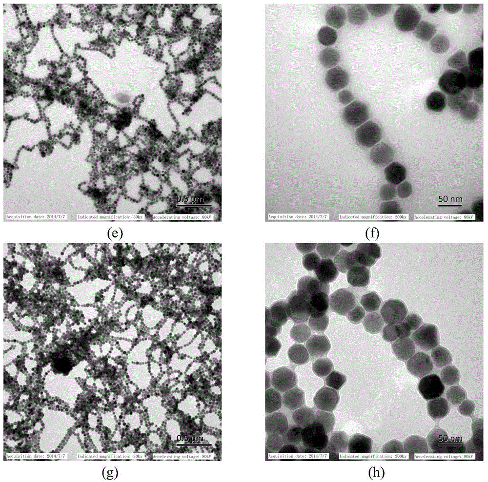 Bacterial magnetic particle (BMP)-agglutinin complex and preparation method and application thereof