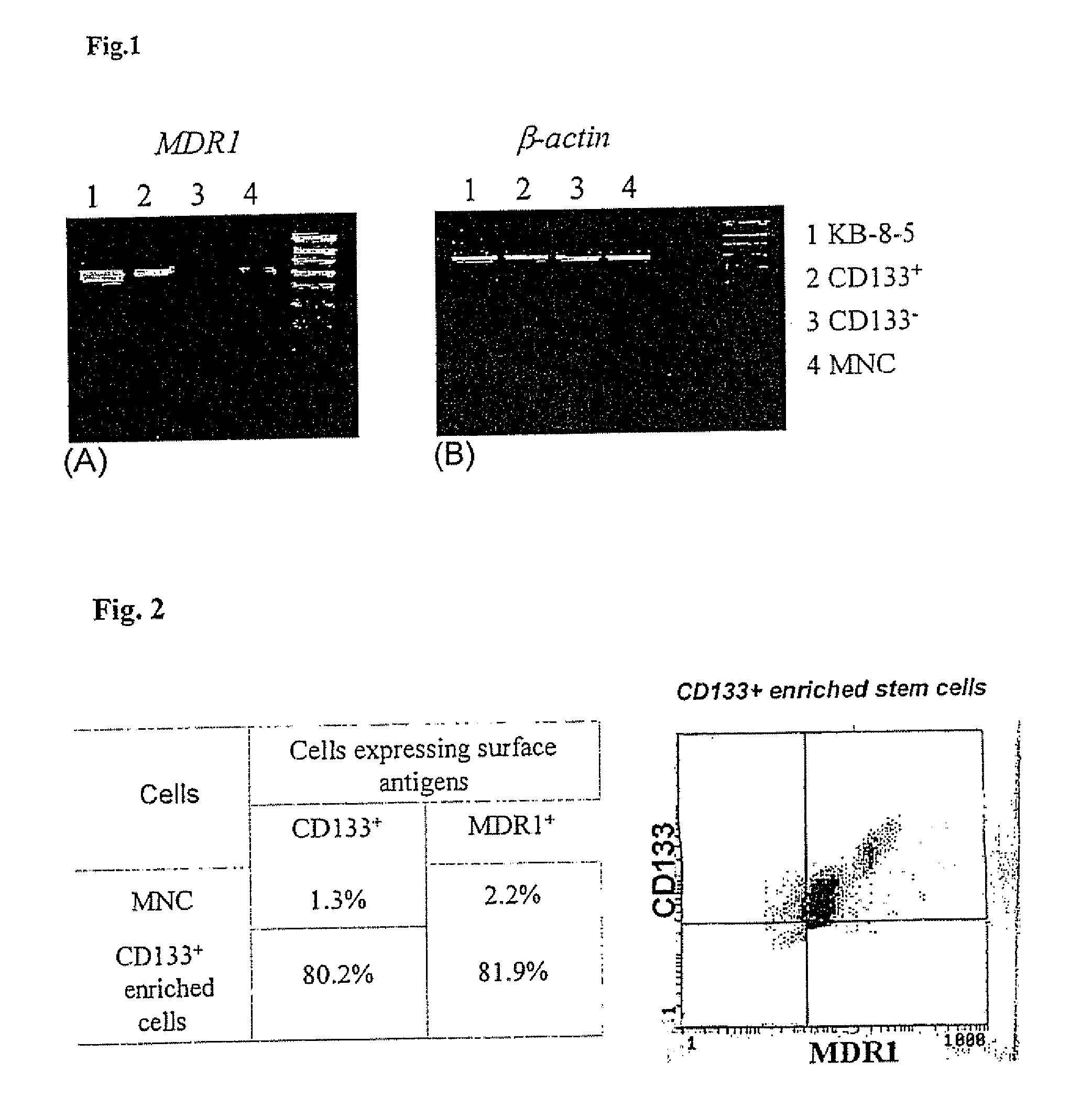 Method For Selectively Expanding, Selecting And Enriching Stem/Progenitor Cell Populations