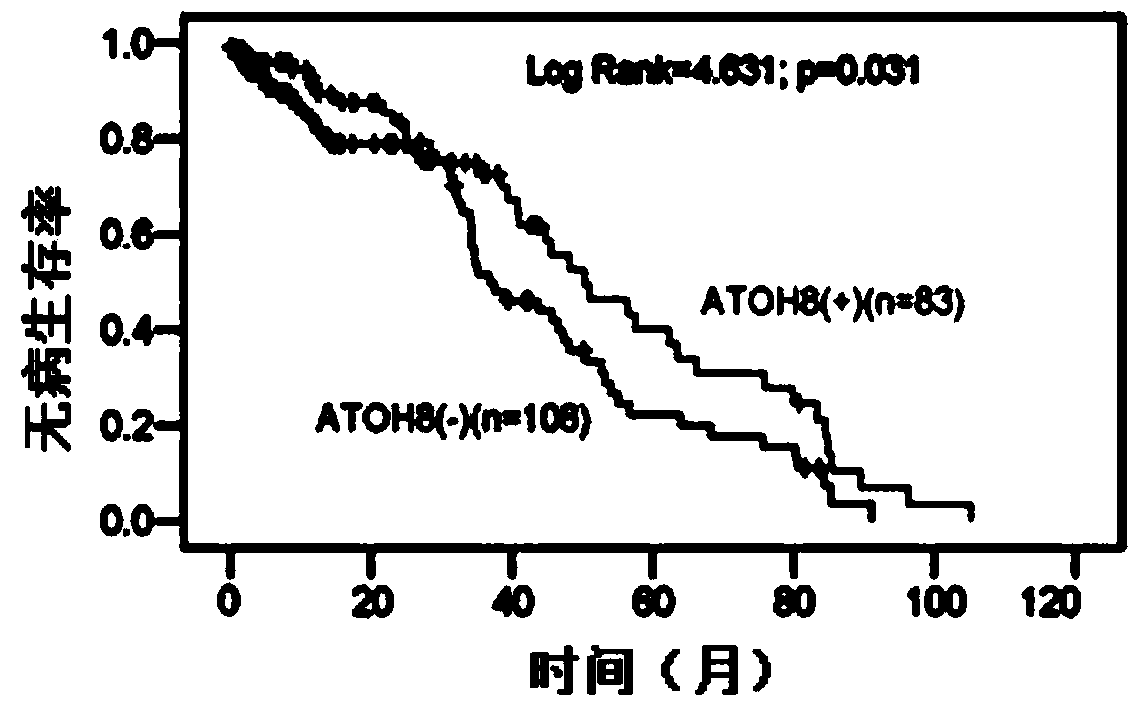 Cancer suppressor gene ATOH8 and application of encoding protein thereof