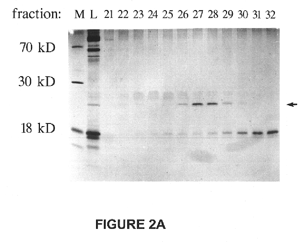 Method of cell culture using neurturin