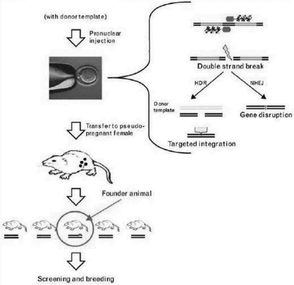 Human-derived retinoschisis transgenic mice model and construction method thereof