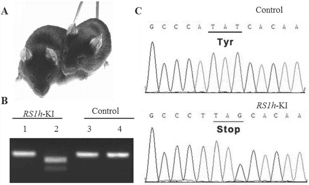 Human-derived retinoschisis transgenic mice model and construction method thereof