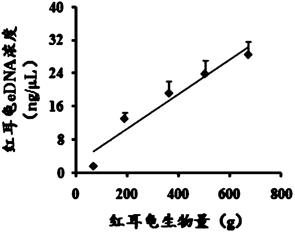 Primer and method for evaluating biomass of trachemys scripta elegans based on environmental DNA (eDNA) technology