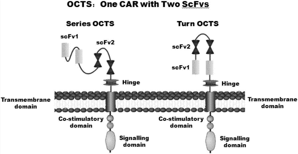 OCTS (One CAR (Chimeric Antigen Receptor) with two ScFvs (Single-chain variable Fragments)) technique based CAR-T (Chimeric Antigen Receptor-T cell immunotherapy) therapeutic vector for glioblastoma and construction method and application thereof