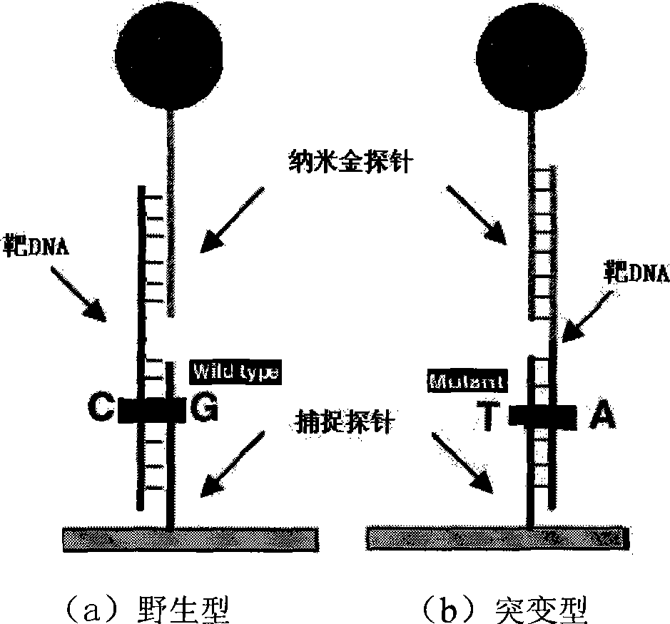 Method for directly detecting P53 gene mutation in lung cancer sample based on nano probe