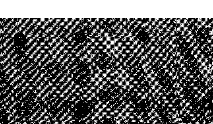 Method for directly detecting P53 gene mutation in lung cancer sample based on nano probe