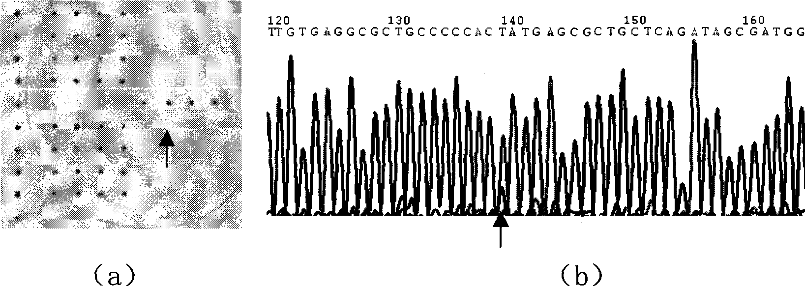 Method for directly detecting P53 gene mutation in lung cancer sample based on nano probe