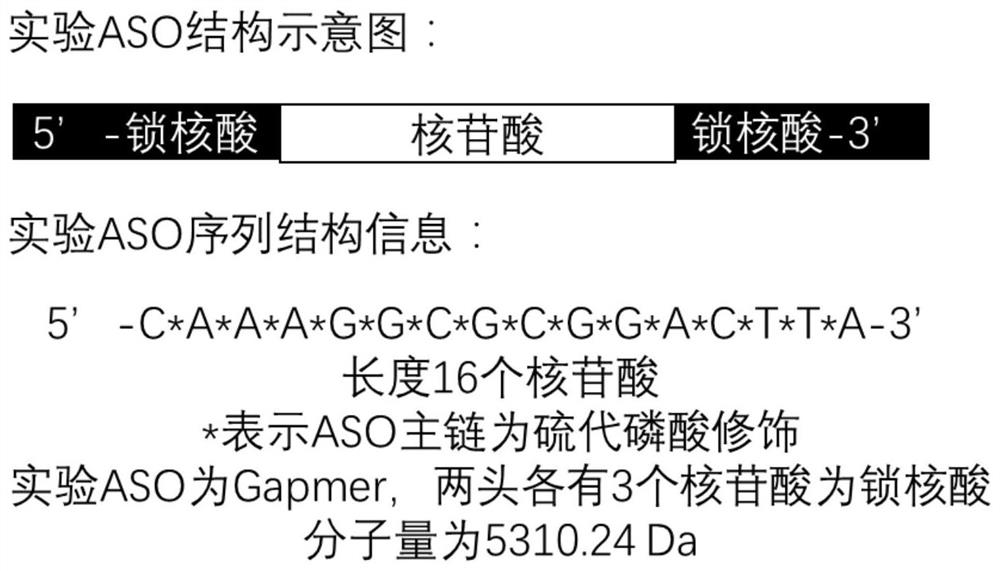 Antisense oligonucleotide targeting ENSG00000203930 gene and application of antisense oligonucleotide