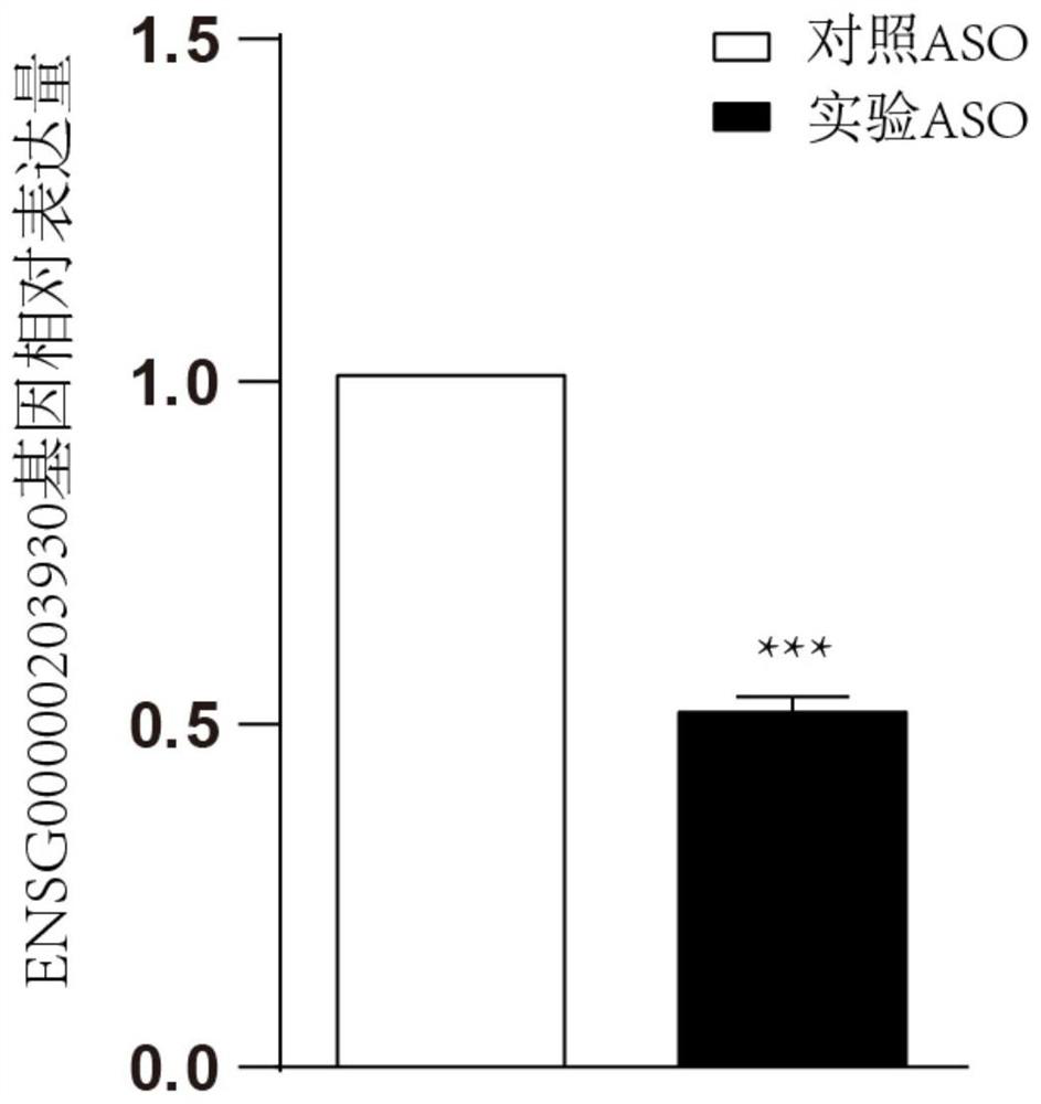 Antisense oligonucleotide targeting ENSG00000203930 gene and application of antisense oligonucleotide