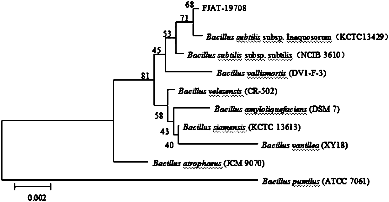 Bacillus for biological prevention and control of root rot and bacterial wilt
