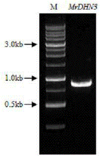 Dehydrated protein gene for medicago ruthenica (L.) and application thereof