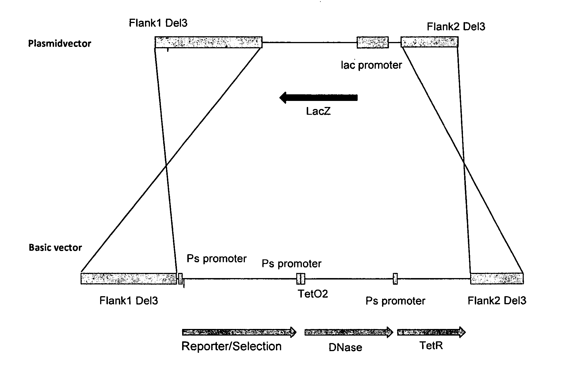 Single Recombination System and Methods of Use