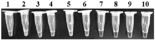 Lamp primer composition and application for detecting tomato infestans