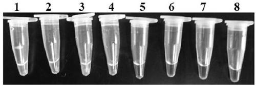 Lamp primer composition and application for detecting tomato infestans