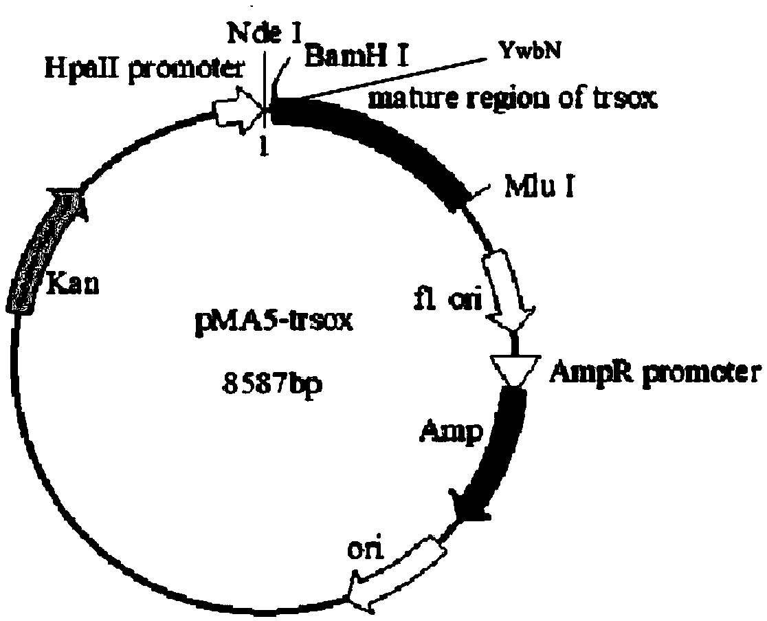 Method for enzymatic resolution of N-methyl-D-aspartic acid