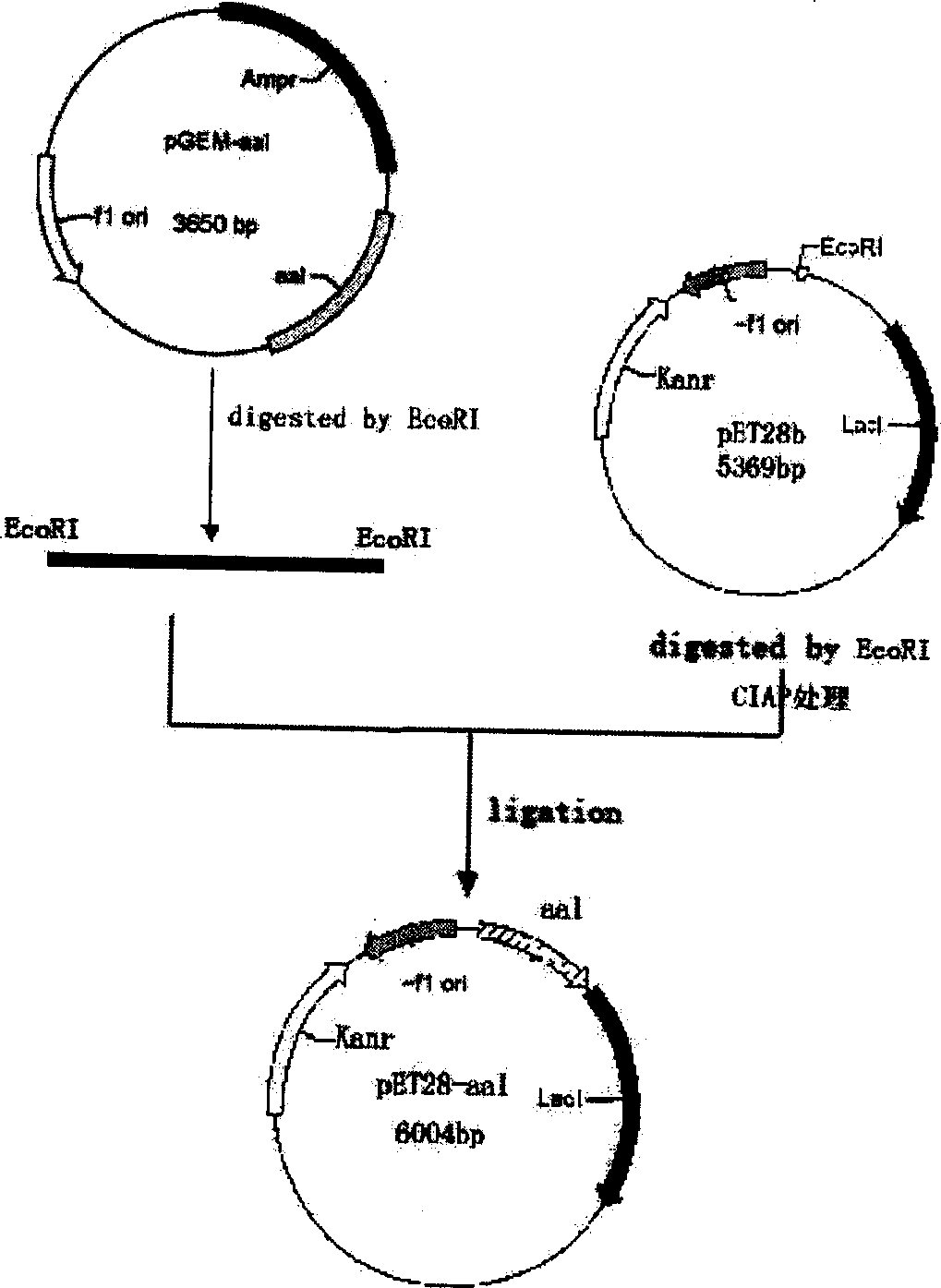 Polypeptide, its coding sequence and preparation method and application of fungus galactose agglutinin protein activity