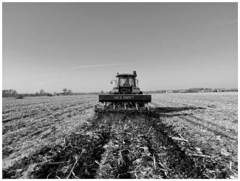 Corn tillage and cultivation method for northeast China
