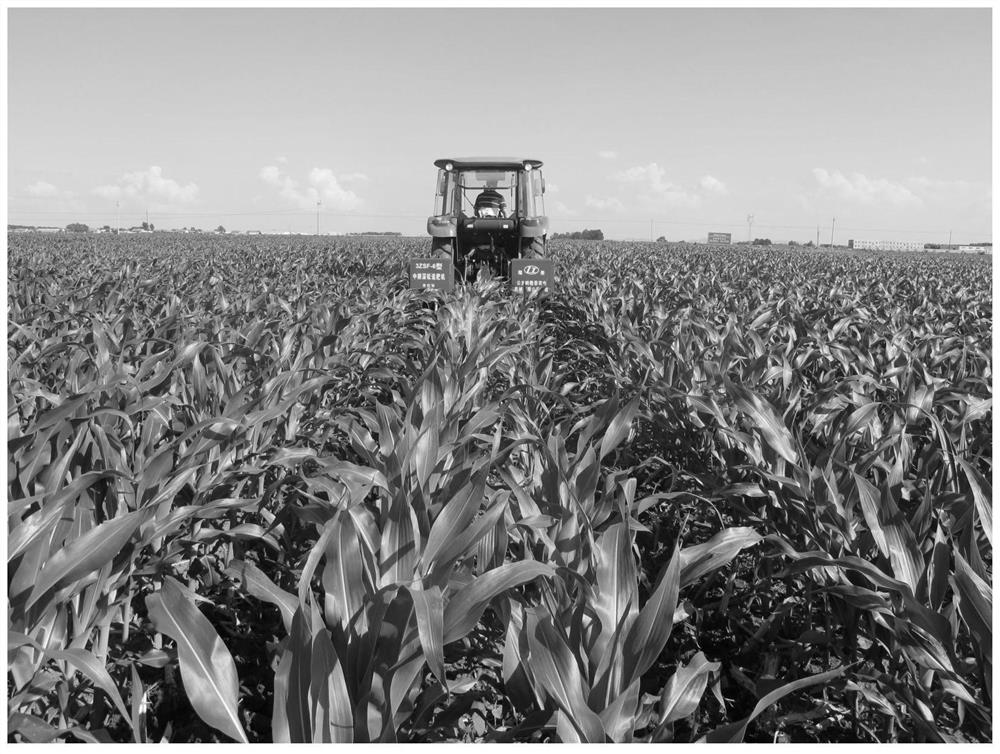 Corn tillage and cultivation method for northeast China