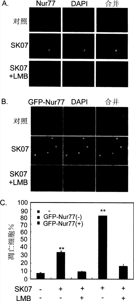 Application of alkannin derivant