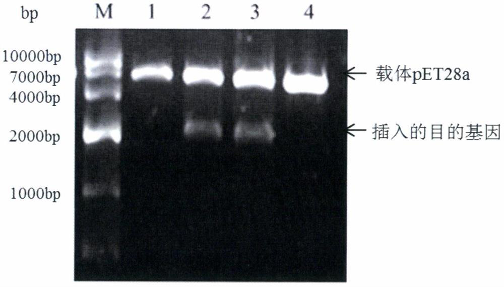 Cloning of goat ACE2 gene and preparation of mouse anti-goat polyclonal antibody